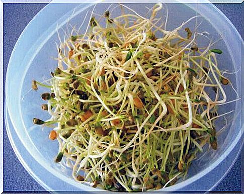 Bean sprouts, something food experts do not want to eat