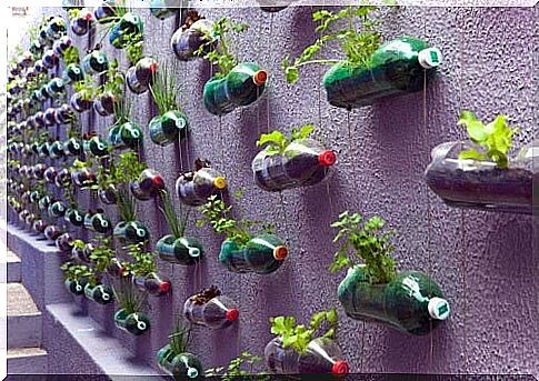 Vertical garden of recycled plastic bottles