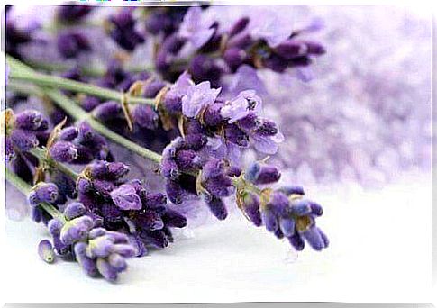 lavender