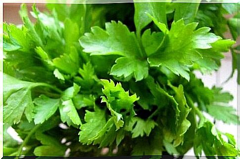 Parsley to fight uric acid crystals