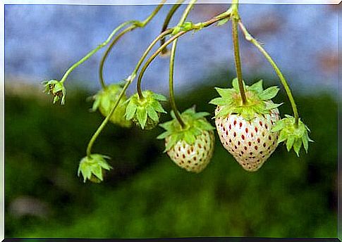 2-white-strawberries