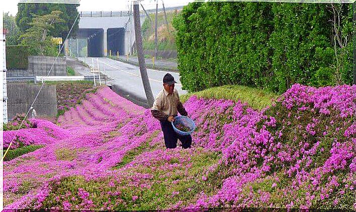 man-in-the-flower garden