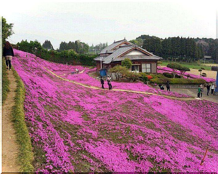 flower garden