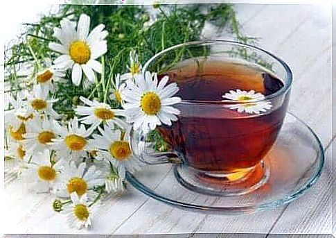 chamomile