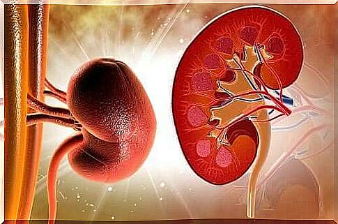 An illustration of the inside of a kidney