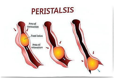 A representation of peristalsis.