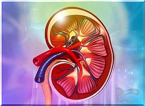 What do your kidneys really do?