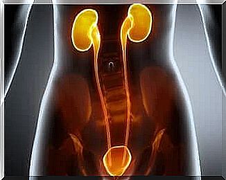 A graphic that shows the kidneys in the body and the bladder.