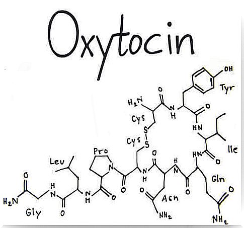 What is and what function does the hormone oxytocin have?